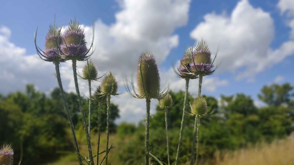 Blueten der Wilden Karde