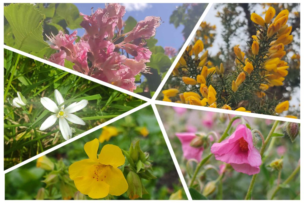 Bachblueten: Red Chestnut, Gorse, Star of Bethlehem, Mimulus, Rock Rose