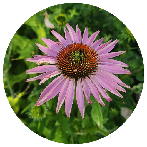 Bluete der heilkraeftigen Echinacea purpurea